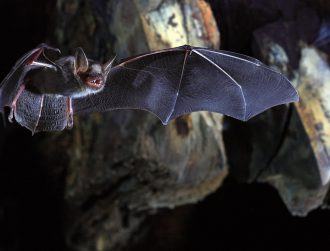 Bats and volcanoes research funded in UCD’s latest EU award success