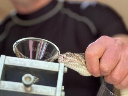 Celtic Biotech: Developing novel cancer treatments from snake venom