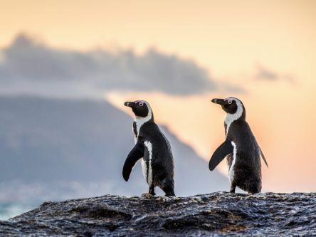 Penguins can adapt their voices to sound like their friends