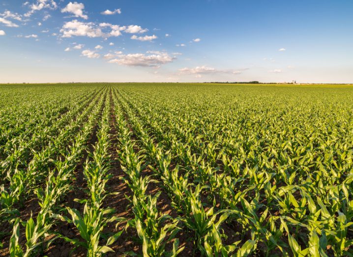 A field full of rows containing a green crop, with a blue sky in the background with some white clouds.