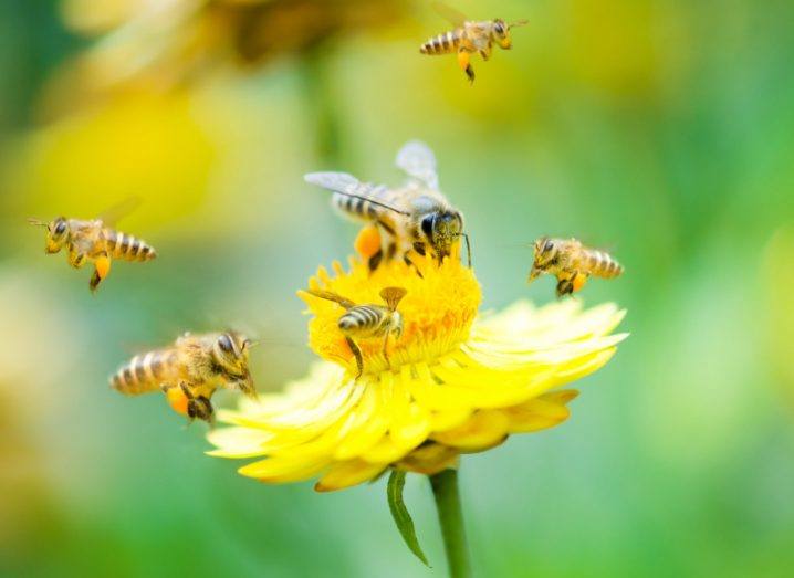 A group of bees flying above a yellow flower, with blurred plants in the background.