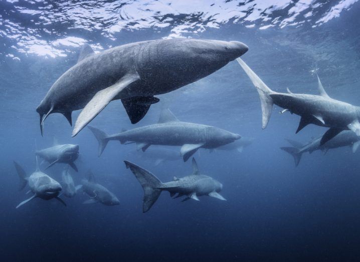 Basking sharks in blue waters.