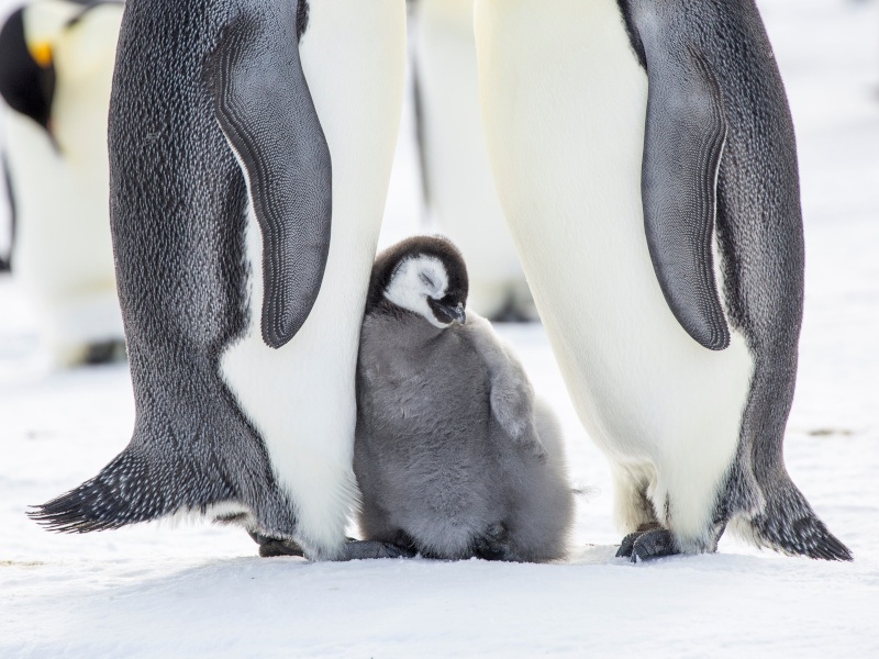 A fluffy emperor penguin chick leans into an adult penguin and another adult penguin is next to them on the ice.