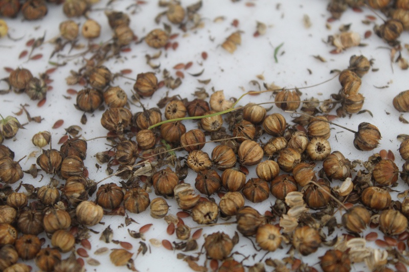 Close-up of Flax seeds drying at Irish Seed Saver’s seed bank solarium.