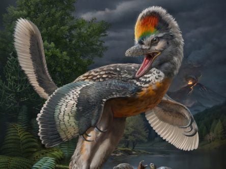 ‘Leggy bird’ complicates avian-dinosaur relationship