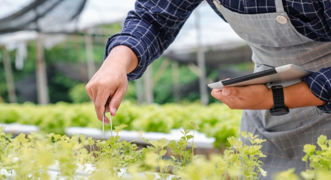 A man holding a digital tablet in his left hand and a pair of tweezers in his right hand inspects some plants on a sunny day.