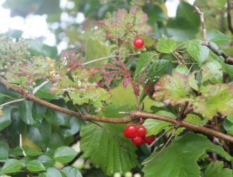 Seeding Ireland’s future biodiversity