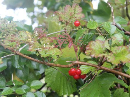 Seeding Ireland’s future biodiversity