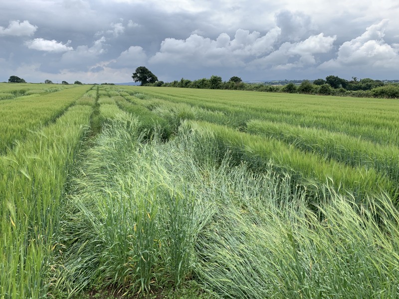 Heritage barley lines growing in the fields of UCD Lyons farm, Co. Kildare with a cloudy sky above.