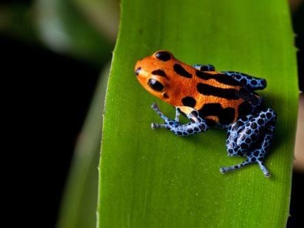 Biodiversity loss is more serious than previously thought, Belfast study finds