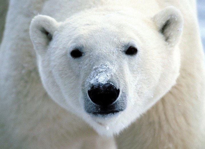 Polar Bear | COP 21 Paris Climate change