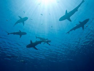 Will warm-blooded sharks feel the bite of global heating?