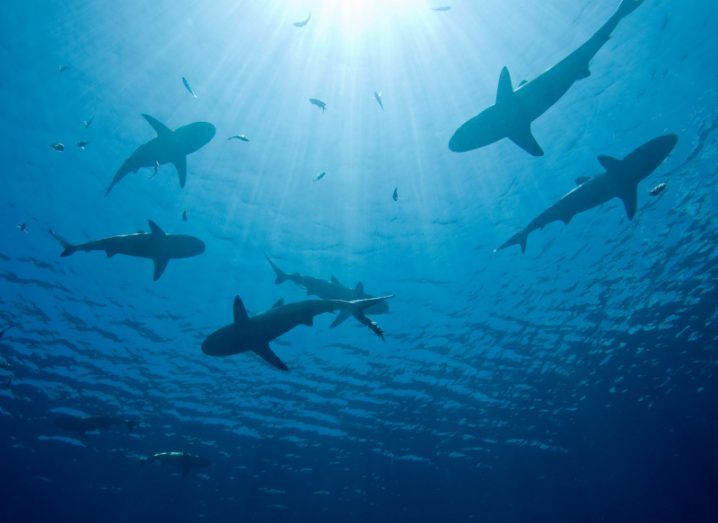 A picture taken from below several sharks circling a deep blue ocean.