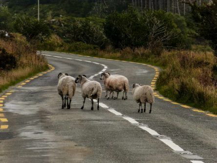 New Government action plan aims to restore Ireland’s biodiversity