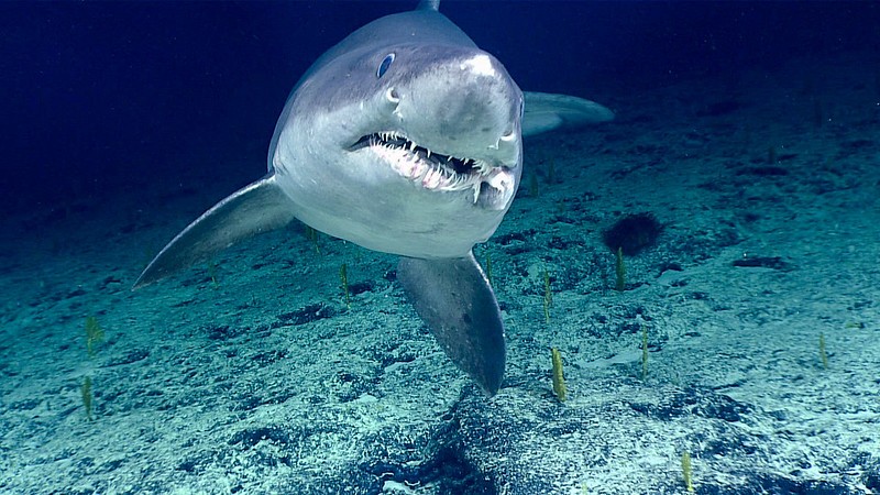 A close-up of a smalltooth sand tiger shark swimming near the ocean floor.